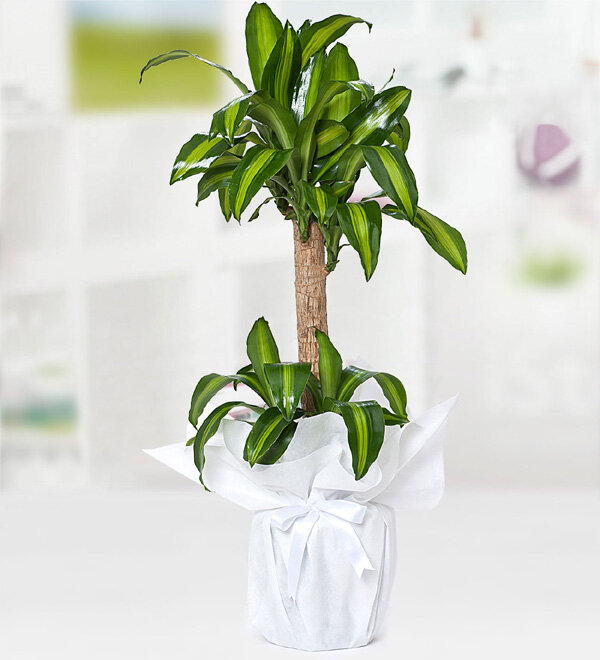 KL MESSENGENA(YUCCA)